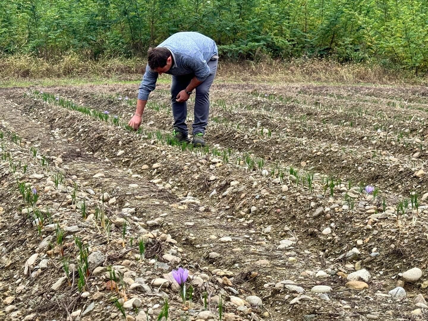 Cesto pieno di fiori di zafferano